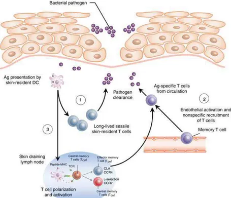 Figure 7 Le rôle des T EM  et T CM  dans la réponse immune secondaire. (Clark, 2010)