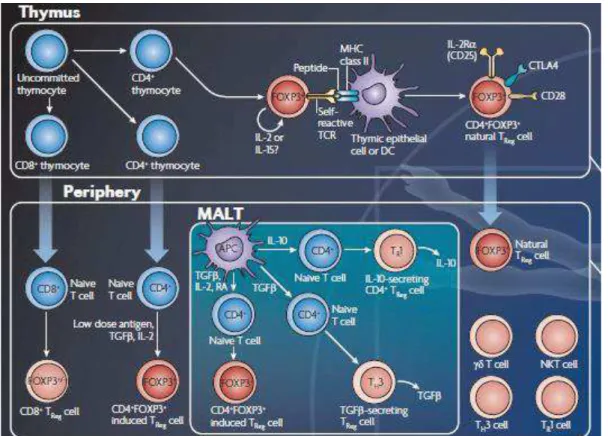 Figure 8 Développement des Treg (Shevach and Davidson, 2010)  