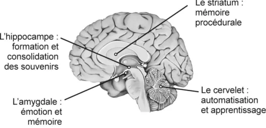 Figure 3 : Mémoire et corrélats neuronaux schématiquement associés 
