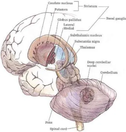Figure 4 : Organisation anatomique des structures sous-corticales 