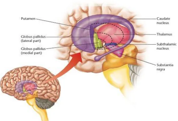 Figure 5 : Localisation des ganglions de la base 