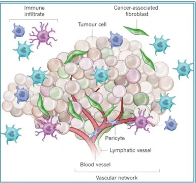 Figure 1. Composition du microenvironnement tumoral. Les cellules tumorales (« tumour cell »)  sont  entourées  de  cellules  immunitaires  (« immune  infiltrate »),  de  fibroblastes  activés  («  cancer-associated  fibroblast »),  irrigués  par  des  vai