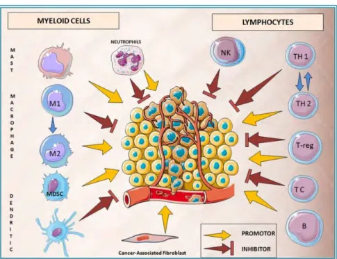 Figure  3.  Rôle  global  des  cellules  immunitaires  dans  la  progression  tumorale
