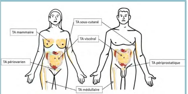 Figure 9. Répartition des différents TA dans l’organisme chez la femme et chez l’homme
