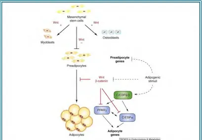 Figure 12. Rôle de la voie Wnt/β-caténine dans l’adipogenèse. Cette voie inhibe l’adipogenèse au  niveau de la détermination et de la différenciation adipocytaires (d’après (Christodoulides et al 2009))