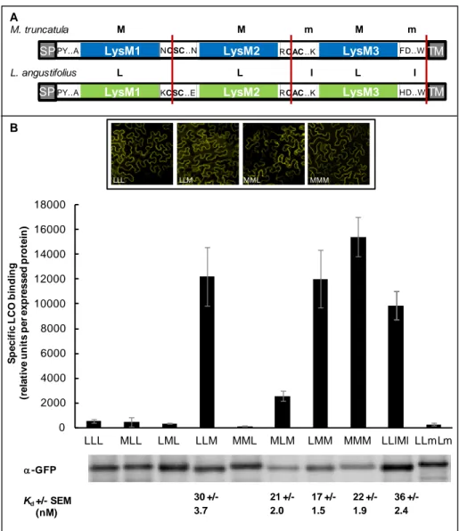 FIGURE 3. Analysis of LCO binding to M. truncatula and L. angustifolius LysM domain- swapped 