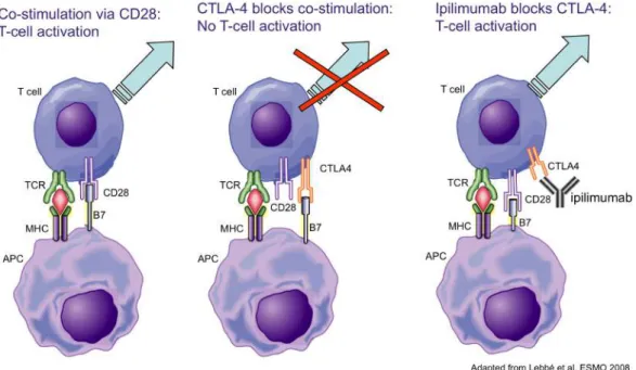 Figure 7 : Ciblage de la voie CTLA-4 par l’anticorps thérapeutique Ipilimumab (adapté de Lebbé et  al., EMSO, 2008) 