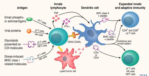 Figure  13 :  Les  cellules  dendritiques  à  l’interface  entre  le  système  immunitaire  inné  et  adaptatif  (Munz et al, 2005) 