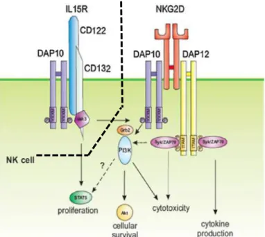 Figure  15  :  La  signalisation  couplée  entre  l’activation  par  le  récepteur  NKG2D  et  le  récepteur  à  l’IL-15 (Zafirova et al, 2011) 