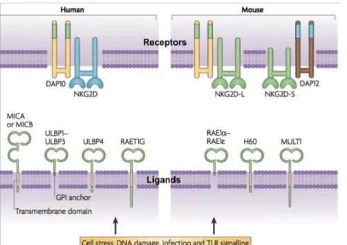 Figure  16  :  Le  récepteur  NKG2D  et  ses  ligands  chez  l’homme  et  la  souris  (Eagle  &amp;  Trowsdale,  2007)  