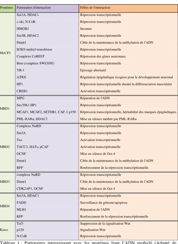 Tableau  1 :  Partenaires  interagissant  avec  les  protéines  liant  l’ADN  methylé  (Adapté  de  (Bogdanovic &amp; Veenstra, 2009))