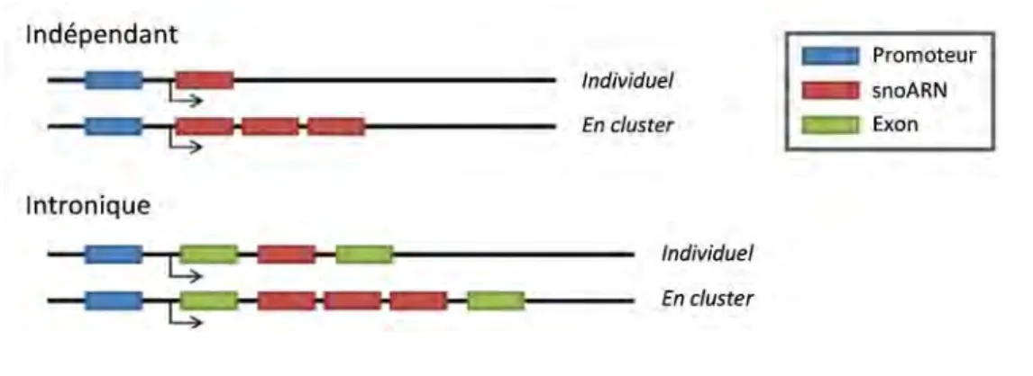 Figure 1. Organisation génomique des snoARN chez les Eucaryotes. 