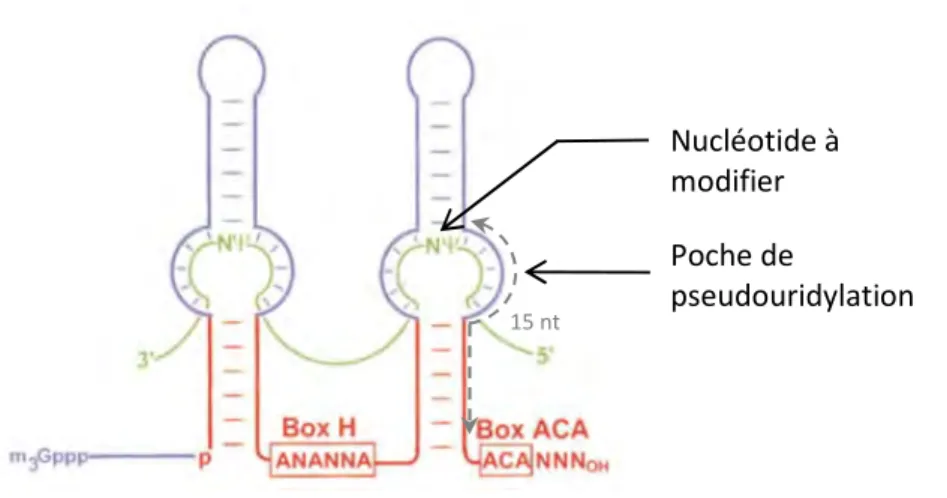 Figure 3. Structure secondaire schématique des snoARN à boîtes H/ACA. 