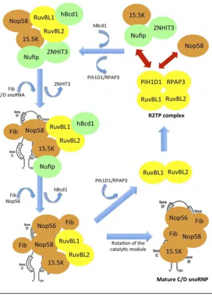 Figure 6. Biogenèse des snoRNP à boite C/D 