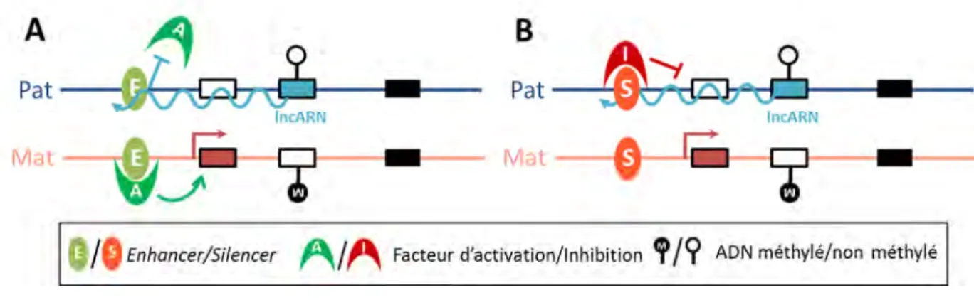 Figure 9. Modèles de régulation de l’empreinte parentale par les lncARN 