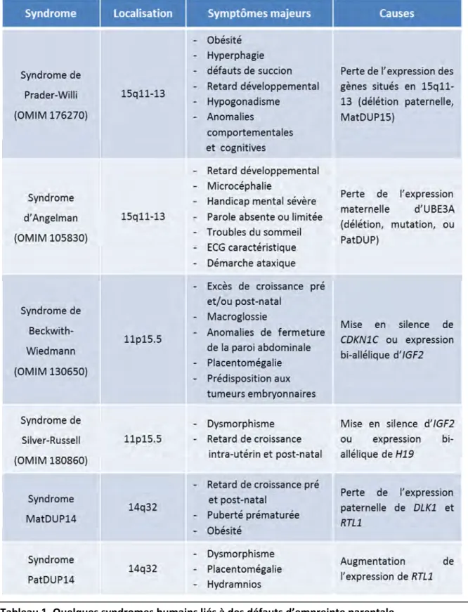 Tableau 1. Quelques syndromes humains liés à des défauts d’empreinte parentale  ECG : Electroencéphalogramme