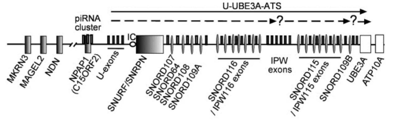 Figure 10. Organisation du locus 15q11-q13 