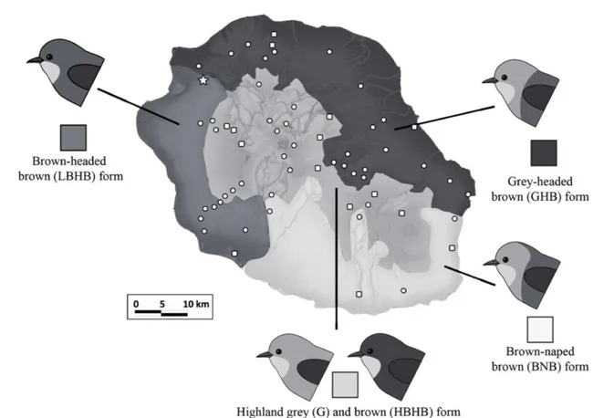 Figure 1: Distribution of the five colour variants of Zosterops borbonicus on Réunion