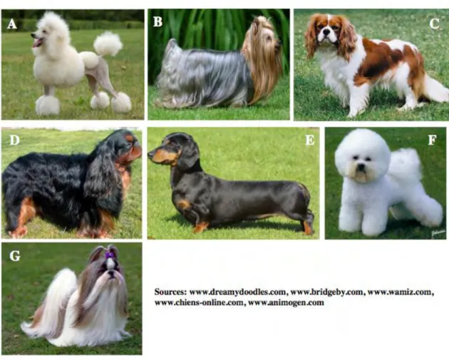 Figure  1.  Photographs  showing  the  7  most  common  small  size  breeds  in  France