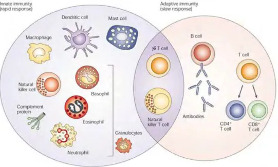 Figure 1 : Les lymphocytes Tγδ, à la frontière de l’immunité innée et de l’immunité adaptative
