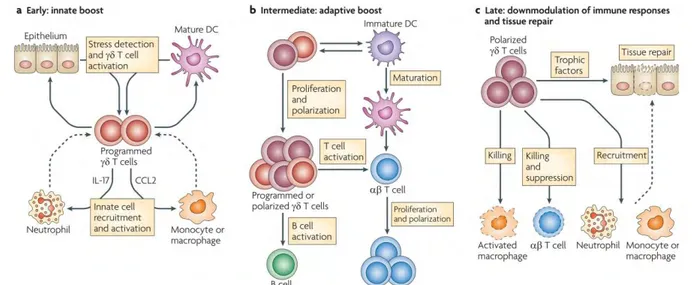 Figure 5 : Fonctions régulatrices des lymphocytes Tγδ aux différents stades de la réponse immunitaire