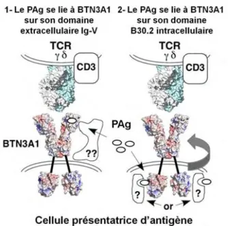 Figure 11 : Hypothèses proposées pour l’activation du TCR Vγ9Vδ2 par les PAgs et BTN3A1