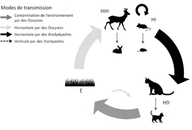 Figure 4: Cycle de  tr ans mission de  Toxoplasma gondii. L’hôte définit if (HD) contamine l’environnement avec  des fèces infestées d’oocystes