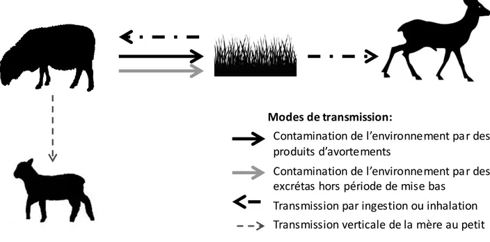 Figure 5: Cycle de transmission de Chlamydia abortus et possibles voies de tr ans mission au Che vreuil  