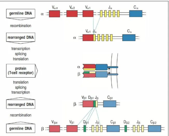 Figure 1 : Structure générale des loci α et β et formation du TCR 