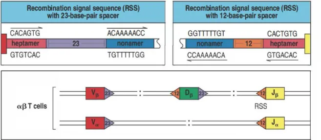 Figure 2 : Structure et localisation des séquences RSS sur les loci α et β 