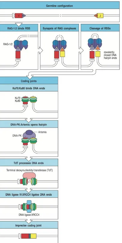 Figure 3 : Mécanismes de recombinaison génique pour la génération du TCR 