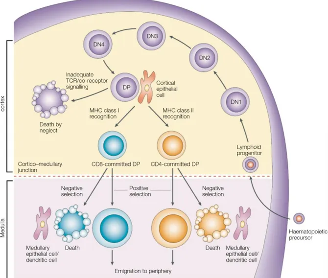 Figure  5 :  Représentation  schématique  des  interactions  cellulaires  impliquées  dasn le développement du répertoire lymphocytaire T 