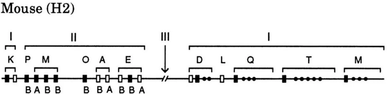 Figure 6 : Représentation schématique du locus H2 codant pour les molécules de  MCH chez la souris 