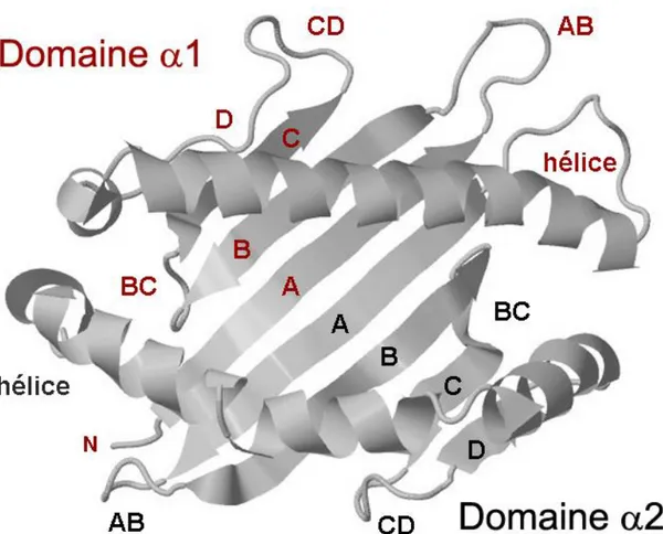 Figure  8 :  Modélisation  de  la  structure  tridimensionnelle  du  sillon  peptidique  d’une molécule de CMH de classe I 