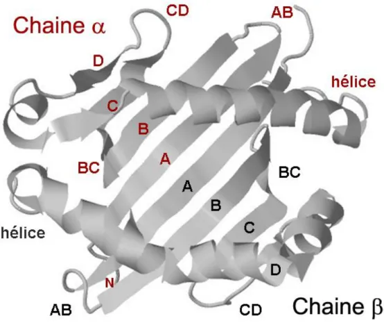 Figure  11 :  Modélisation  de  la  structure  tridimensionnelle  du  sillon  peptidique  d’une molécule de CMH de classe II 