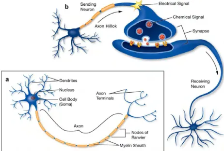 Figure 1.3: a) Structure of neuron with axon, dendrites and synapses. b) Structure of a synaptic connection (from [10]).