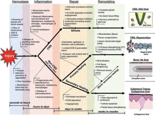 Figure 1.17: Summary of wound healing response in the brain versus non-neural tissue (from [94]).