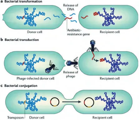 Figure 4 : Transfert horizontal de gènes entre les bactéries [32] 