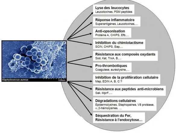 Figure 6 : Implication des facteurs de virulence de S. aureus dans l’évasion des défenses de l’hôte