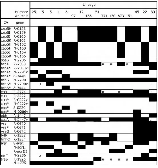 Figure 9 : Les gènes variables de base de la figure 8. Les gènes sont listés dans l’ordre par leurs noms et par  leurs identifiants ou le nombre de gènes annotés (R, MRSA252 ; N, N315 ; 8, 8325 ; M, MW2)