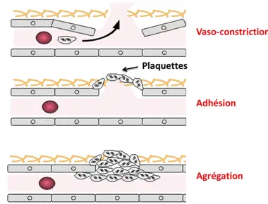 Figure 1 : Hémostase primaire, Source : Association pour le Développement de l’Hématologie et de la Transfusion,  http://www.adhet.org