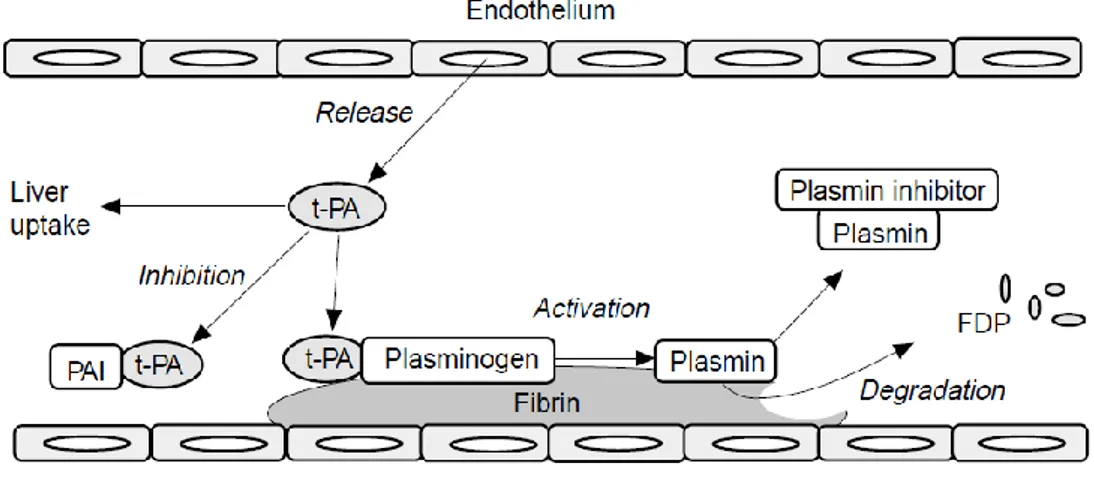 Figure 3 : Processus de la fibrinolyse, FDP : fibrin degradation products. D’après Wiman and coll