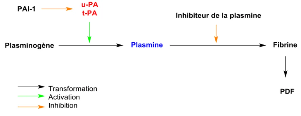 Figure 4 : Action d’uPA et de tPA dans le système fibrinolytique, PDF : produits de dégradation de la fibrine
