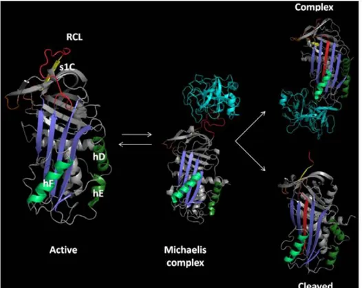 Figure 7: Mécanisme d’interaction entre les protéines PAI-1 et uPA, d’après Loskutoff  and coll