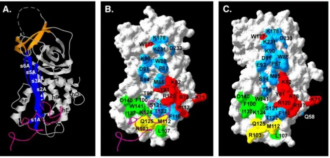 Figure 10: Régions importantes de PAI-1 dans l’interaction avec la vitronectine. A, structure en ruban de  PAI-1 active  (Protein Data Bank (PDB) 1OC0),  B et C, modèles de PAI-1 en conformation active (PDB 1OC0) et latente (PDB 1LJ5)