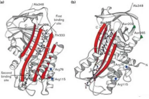 Figure 11 : Structure du complexe PAI-1-Ala335Glu avec deux pentapeptides (Code PDB : 1A7C) d’après Xue et al