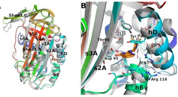 Figure 27 : Structure de la forme latente de  PAI-1 en complexe avec AZ3976 d’après Fjellstrom et al