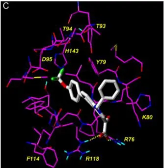 Figure 33 : Modélisation moléculaire de la tiplaxtinine en interaction avec PAI-1 d’après Lawrence et coll