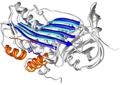 Figure 37 : Superposition des structures cristallographiques de PAI-1 en complexe avec AZ3976 (code PDB 4AQH, gris,  bleu foncé et orange) et avec l’embeline (code PDB 3UT3, blanc, cyan et orange-rouge).