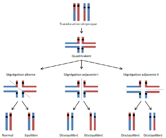 Figure  3 :  Ségrégation  chromosomique  des  quadrivalents.  En  présence  d’une  translocation  réciproque, 